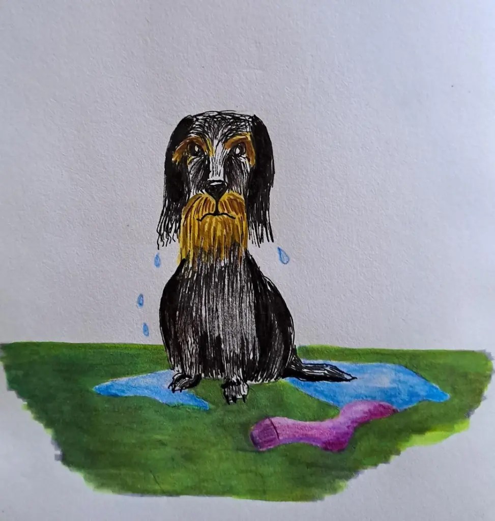 Ein zeichnung eines traurigen Hundes mit nassem Fell, der auf einer Wiese sitzt. Um ihn herum sind Wasserpfützen und ein pinkfarbener Hundespielzeug.